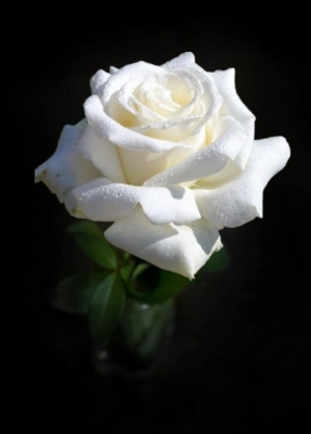 Ramo de 6 Rosas Blancas | Rosas Blancas para Regalar