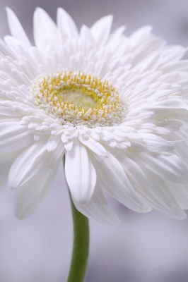 Ramo Flores París, Floristería en Torrelavega, Flores Blancas para Regalar, Floristería Online, Arreglos Florales, Envío de Flores a Domicilio