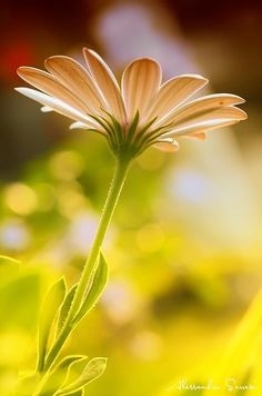 Ramo Funerario tonos Rosas, Ramo de Flores para Difuntos, Comprar Flores para Tanatorio, Enviar Flores al Tanatorio, Envíos Florales Fúnebres Urgentes