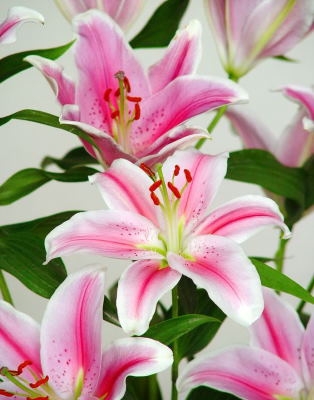 Ramo de lilium oriental