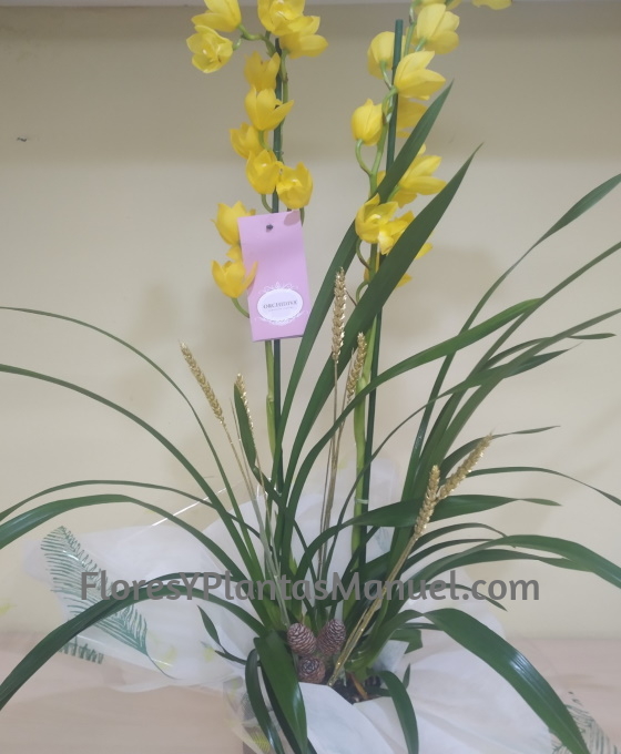 Planta Cymbidium Navidad
