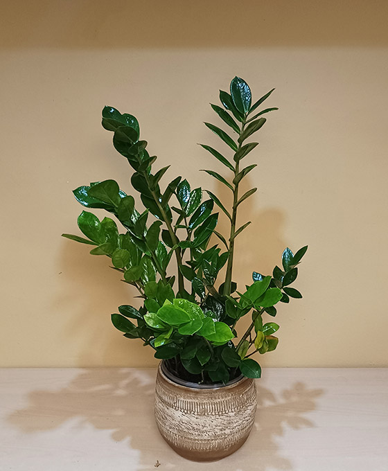 Planta Zamioculca
